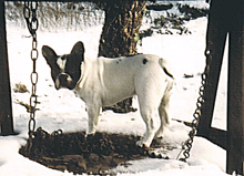 Berangere de Landouar