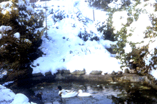 Canards