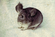 chinchilla