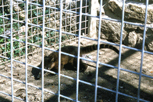 Coati