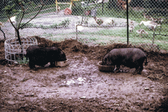 Cochons