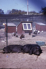 cochons