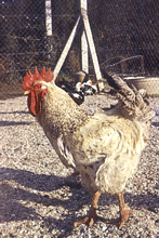 coq