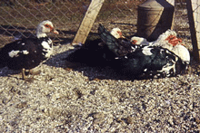 Canards Barbarie