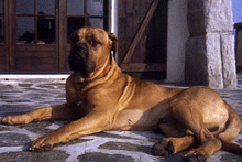 Igor du Mont Clarence