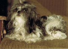 Petunia de Coat an Roc'h