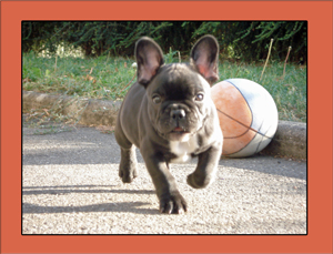 chiot1