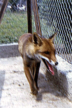 renard roux