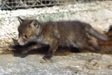 Renard  gris