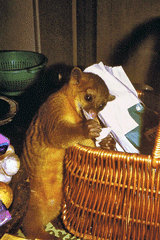 Kinkajou