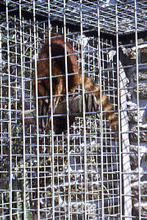 Coati
