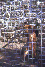 coati