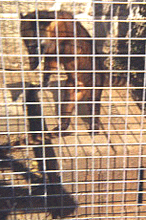 Coati