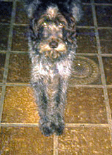 Kora