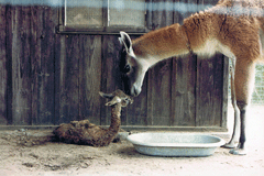 Guanaco