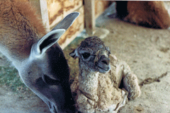 Guanaco