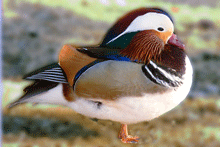 Mandarin