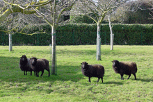 Moutons