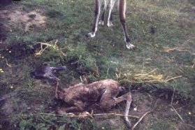 Lamas Guanacos
