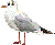 mouette