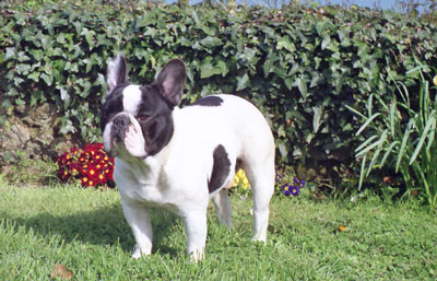 Boris